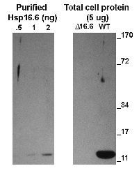 ACD | alpha crystalline domain of sHSP in the group Antibodies for Plant/Algal / Environmental Stress / Heat shock at Agrisera AB (Antibodies for research) (AS15 3029)